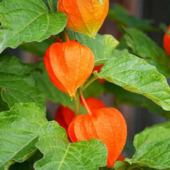 Lantern Cherry Seeds Winter Ground Cherry Strawberry Ground Cherry