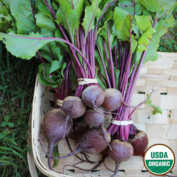 Beet, Tall Top Early Wonder Organic Seeds, 5.3g