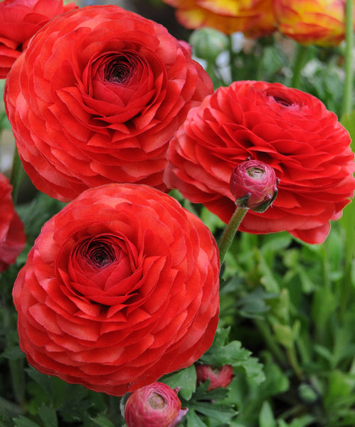 Double Red Buttercup Ranunculus Corms Bulbs Persian Buttercup Growing Bonsai Roots Rhizomes Tubers Potted Planting Reblooming Fragrant Garden Species Blooms Flower Seeds Plant Gardening