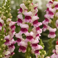 Snapdragon Potomac™ Plumblossom