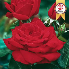 Mister Lincoln Hybrid Tea Rose