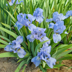 Raindance Returns Reblooming Bearded Iris