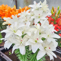 Pura Puro Carpet Border Lily