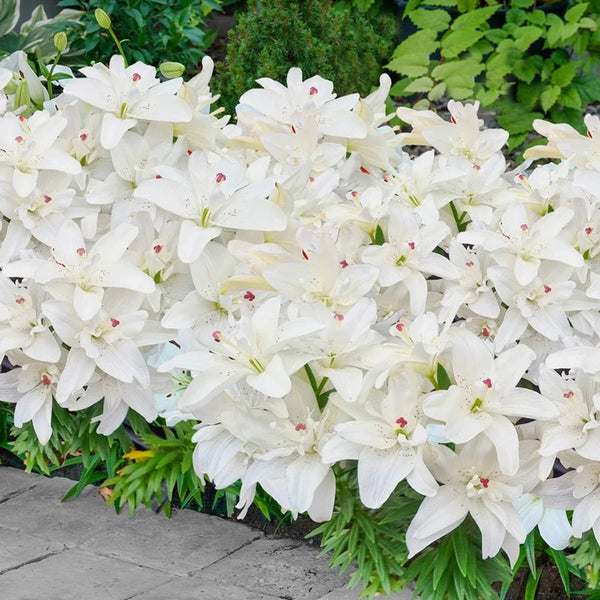 Pura Puro Double Carpet Border Lily