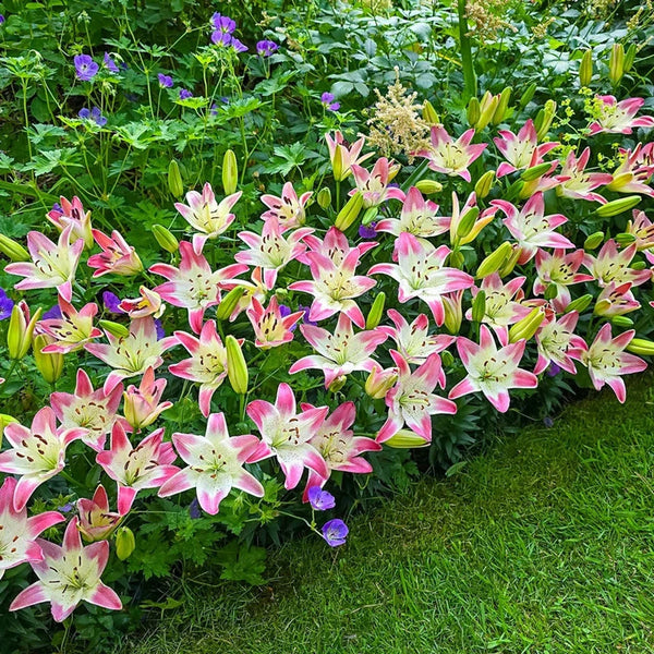 Strawberry Swirl Carpet Border Lily