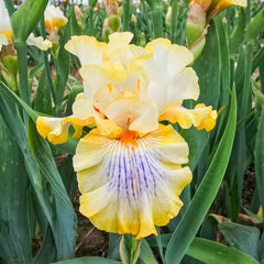 Just My Imagination Bearded Iris