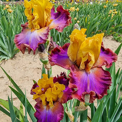 High Voltage Bearded Iris
