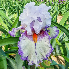 Embrace Bearded Iris