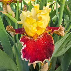 Risk Taker Bearded Iris