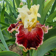 Risk Taker Bearded Iris