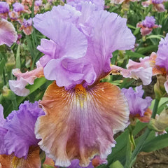 Blue Ignition Bearded Iris
