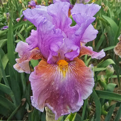 Blue Ignition Bearded Iris