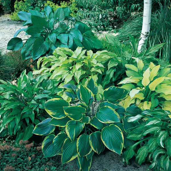 Shady Places Hosta Plant Mix