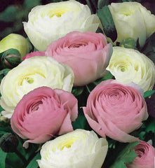 White & Pink Mix Ranunculus  Corms Bulbs Growing Bonsai Roots Rhizomes Tubers Potted Planting Reblooming Fragrant Garden Species Blooms Flower Seeds Plant Gardening