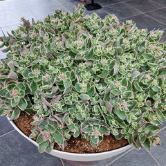 La Vie en Rose Sedum