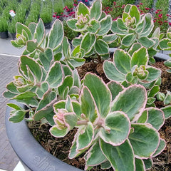 La Vie en Rose Sedum