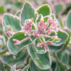 La Vie en Rose Sedum