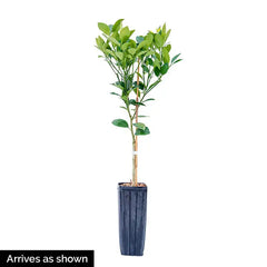 Dwarf Key Lime Tree