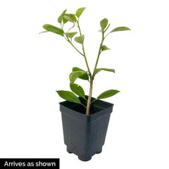 Dwarf Calamondin Orange Plant