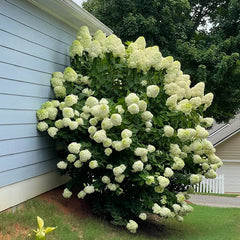 Strawberry Sundae Hydrangea- Beautiful, reunion and gratitude