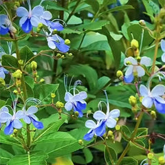 Blue Butterfly Flower Easy