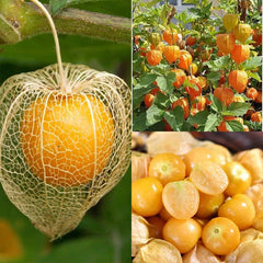 Physalis Peruviana Fruit-Lantern Fruit Seeds
