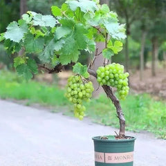 Shine Muscat Tree Seeds-Sunshine Rose Grape（Can be potted）
