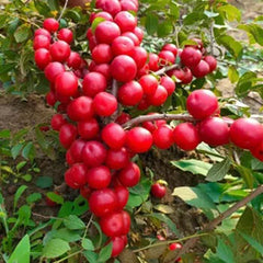 Ruby Calcium Berry Seeds