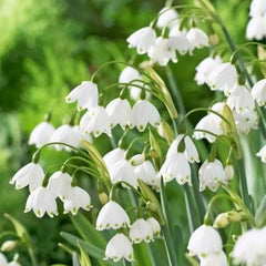 Summer Snowflake PureBeauty, Fresh Starts