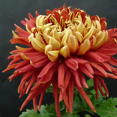 Golden-Backed Scarlet Chrysanthemum