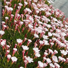 Candy Cane Oxalis Versicolor Plant Seeds