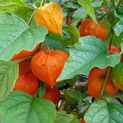 Lantern Cherry Seeds Winter Ground Cherry Strawberry Ground Cherry