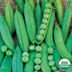 Pea, Green Arrow Organic Seeds, 14g