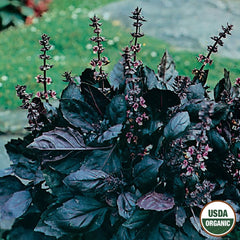 Basil, Dark Opal Organic Seeds, 300mg