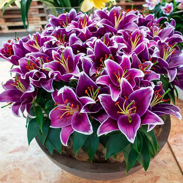 Sunny Keys Oriental Carpet Border Lily