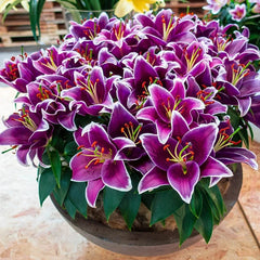 Sunny Keys Oriental Carpet Border Lily