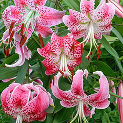 Uchida Lily