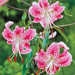 Uchida Lily