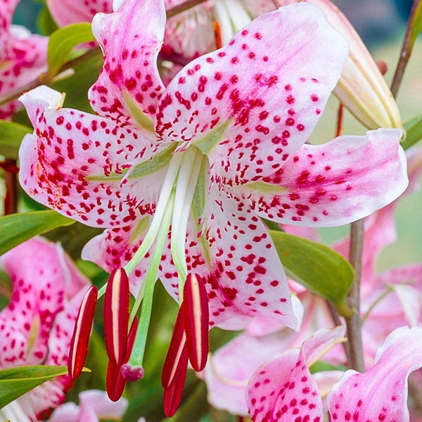 Uchida Lily