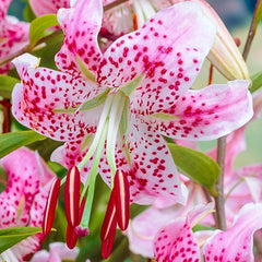 Uchida Lily