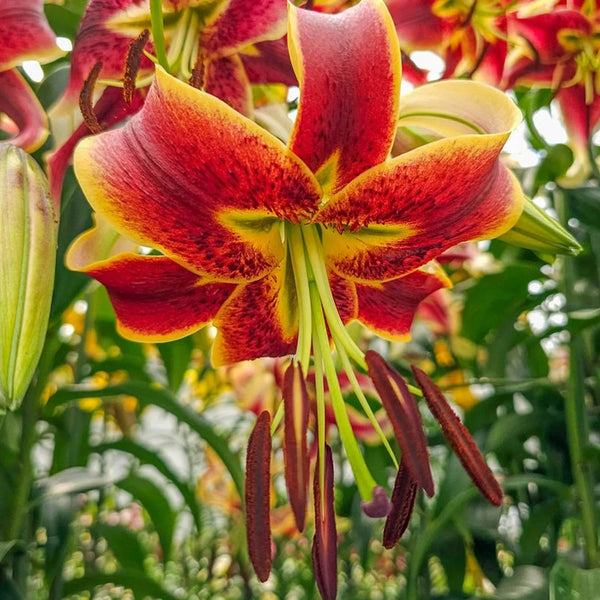 Scheherazade Turban Lily
