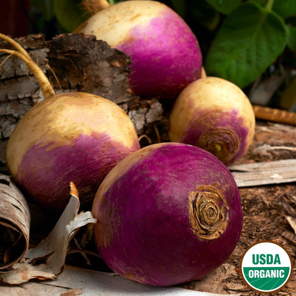 Turnip, Purple Top Organic Seeds, 3.5g