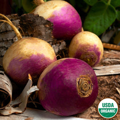 Turnip, Purple Top Organic Seeds, 3.5g