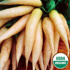 Radish, Icicle Short Top Organic Seeds, 2.6g
