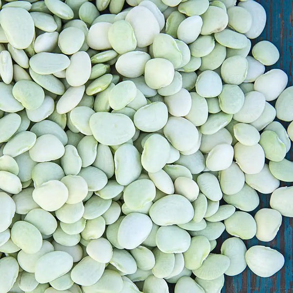 Baby Thorogreen Lima Bean Seed