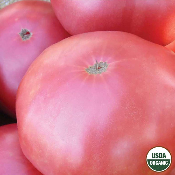 Tomato, Brandywine Pink Fruited Organic Seeds, 300mg