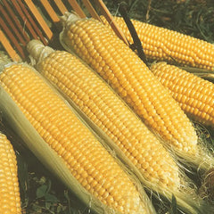 Kandy Korn Hybrid Sweet Corn Seed (se)