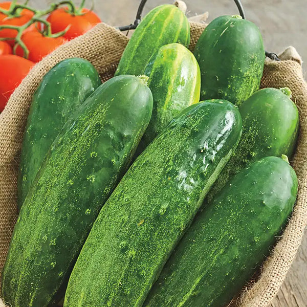 Straight Eight Slicing Cucumber Seed