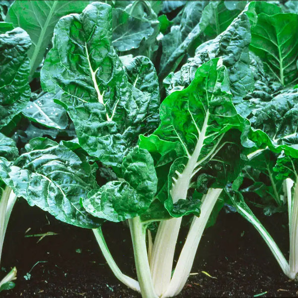 Lucullus Swiss Chard Seed