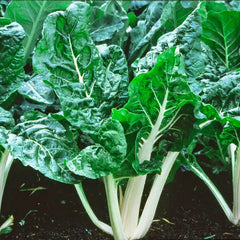 Lucullus Swiss Chard Seed